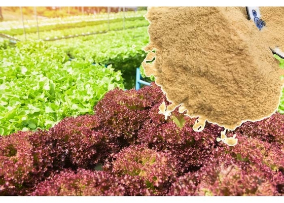 Solubility 75% Natural Organic Amino Acid Plant Fertilizer Non Poisonous